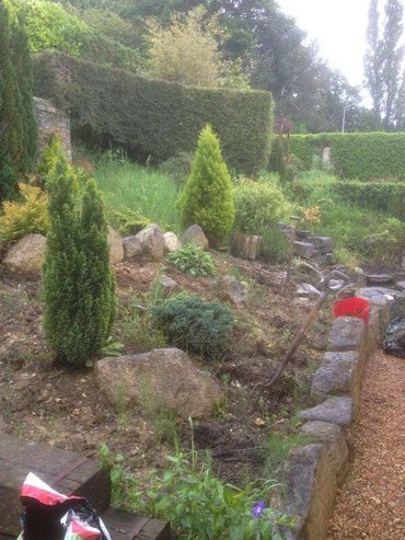 A garden area with young evergreen trees, rocks, and gardening tools.