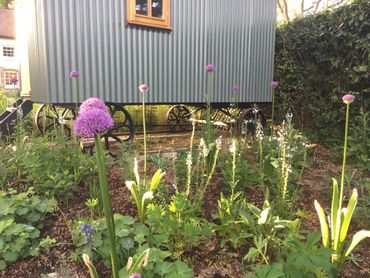 Garden with purple flowers in front of a grey shed on wheels.