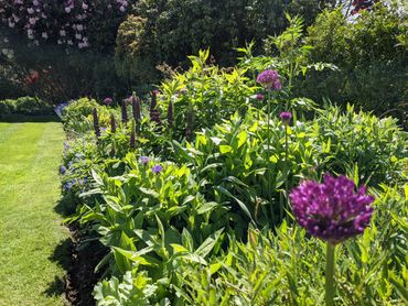 Bright garden bed with green plants and purple flowers under sunlight.