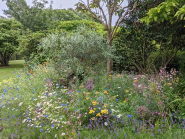 A vibrant garden bursting with colorful wildflowers and lush greenery.