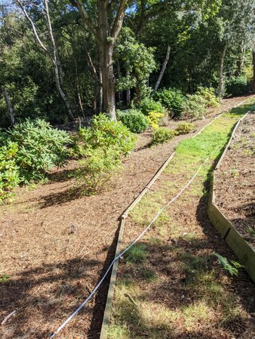 Garden bed with mulch and green shrubs under sunlight.