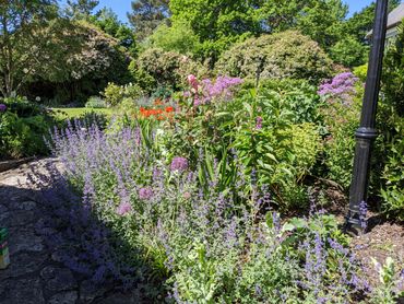A vibrant garden with blooming flowers under a clear blue sky.
