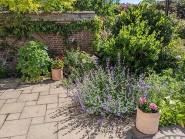 A sunny garden patio with potted flowers and lush greenery.