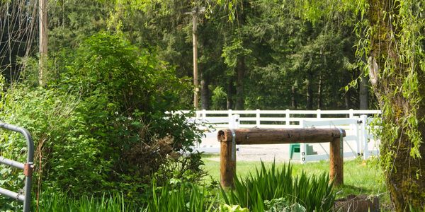 A leafy garden with a large tree and a wooden fence in the background.