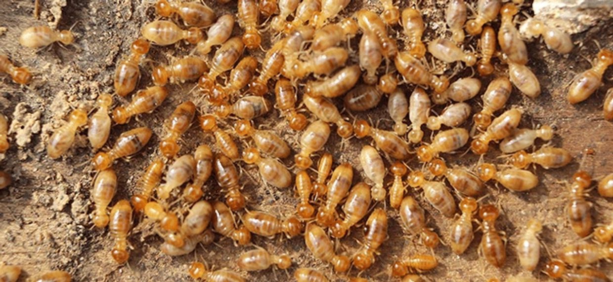 Termite inspections and extermination