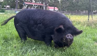 kunekune breeding sow solid black, kunekune pigs and piglets for sale in Alabama