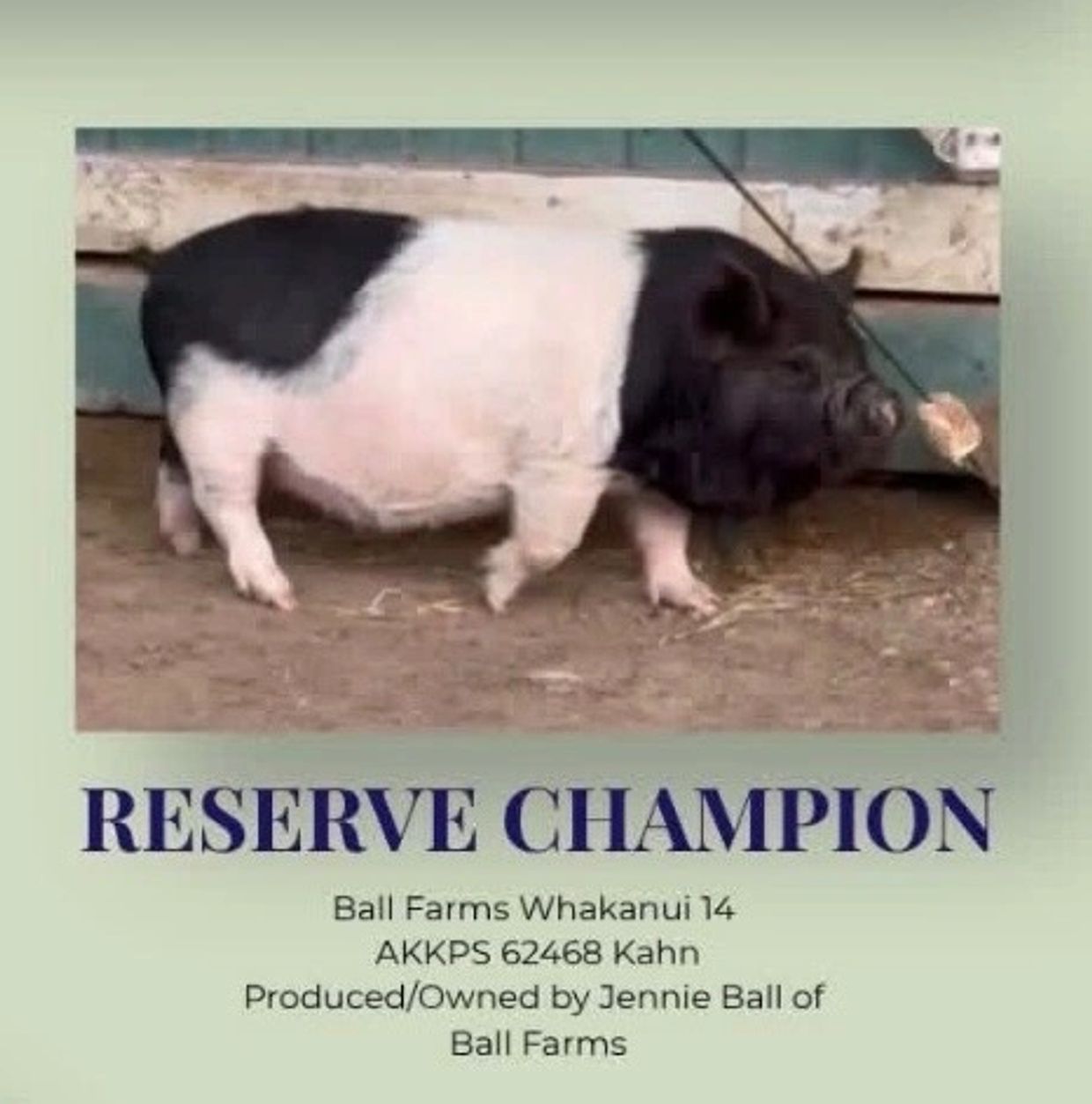 Kunekune Reserve Champion 2026