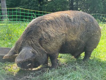 kunekune gold tipped boar, kunekune pigs and piglets for sale in Alabama