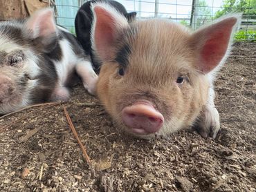 kunekune piglet for sale Alabama