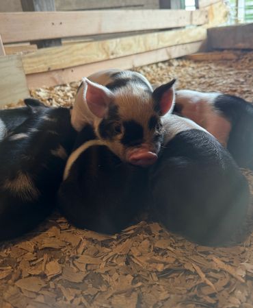 kunekune piglets for sale female and male, kunekune pigs and piglets for sale in Alabama