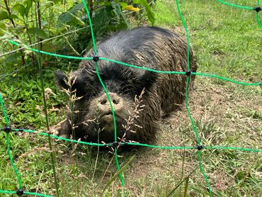 kunekune quality registered breeding sow, kunekune pigs and piglets for sale in Alabama