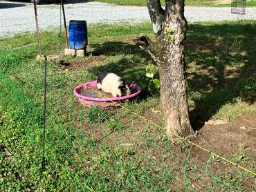 kunekune pigs and piglets for sale in Alabama