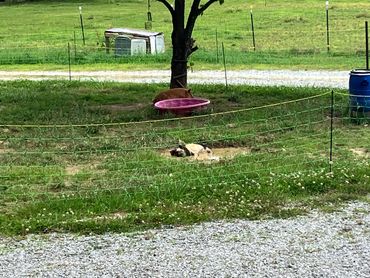 kunekune pigs and piglets for sale in Alabama