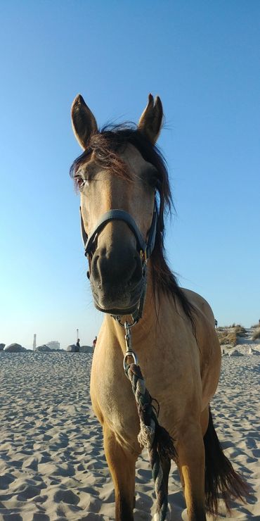 Nikki is a Mexican Mustang, and has a lot of horse sense because of it. Sure footed and smart, there