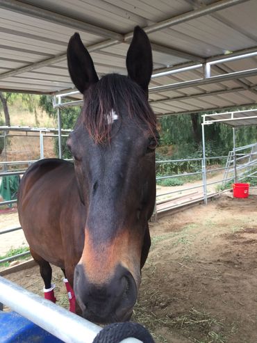 Phil is an off the track Thoroughbred, who found new purpose as a school horse. He loves to teach st