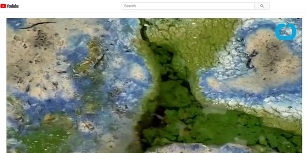 Blue Green Algae in Big Cottonwood Creek, Utah