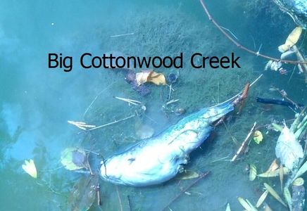 Big Cottonwood Creek, Utah