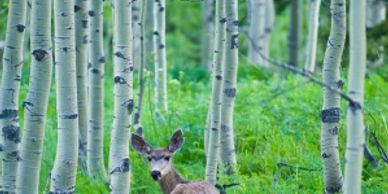 Big Cottonwood Canyon, Utah