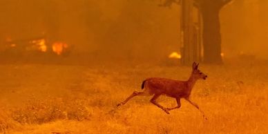 Wildfires a danger in Big Cottonwood Canyon, Utah