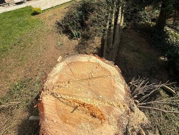 Boom geveld door een professionele boomverzorger in Asse