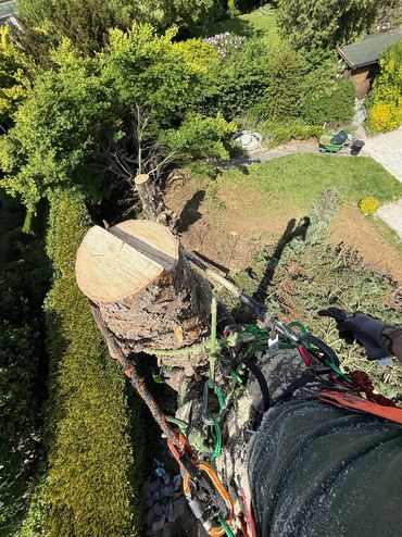 Een boom demonteren op een veilige manier