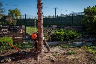 Boom afdoen door een boomverzorger