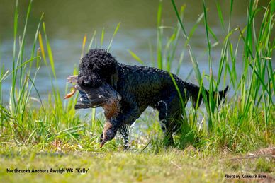 Barbet retrieving a duck, Photo by Kenneth Hum, © Northrock Barbets - All Rights Reserved.