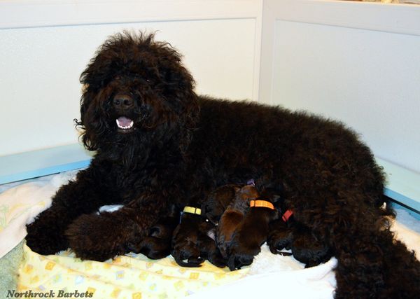 Barbet with her puppies at Northrock Barbets