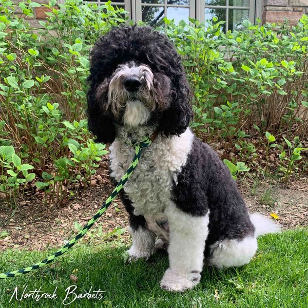 Black and white barbet dog at Northrock Barbets