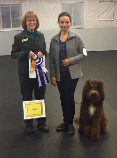 A Barbet with her owner earning a Rally Obedience title, Northrock Barbets