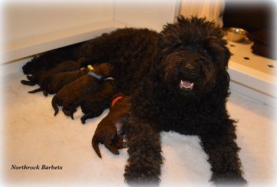 Barbet litter, Barbet with puppies, © Northrock Barbets - All Rights Reserved.