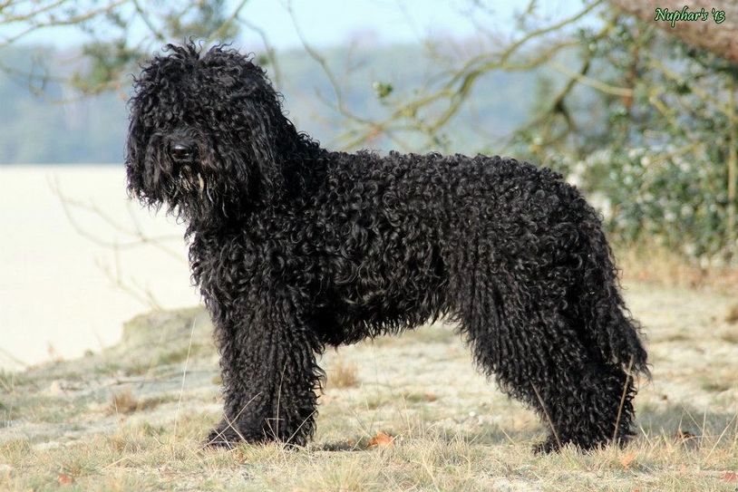 Barbet - French Water Dog, Photo by Anne Plomp, © Northrock Barbets - All Rights Reserved.