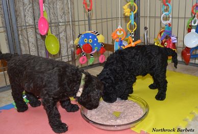 Barbet puppies eating, © Northrock Barbets - All Rights Reserved.