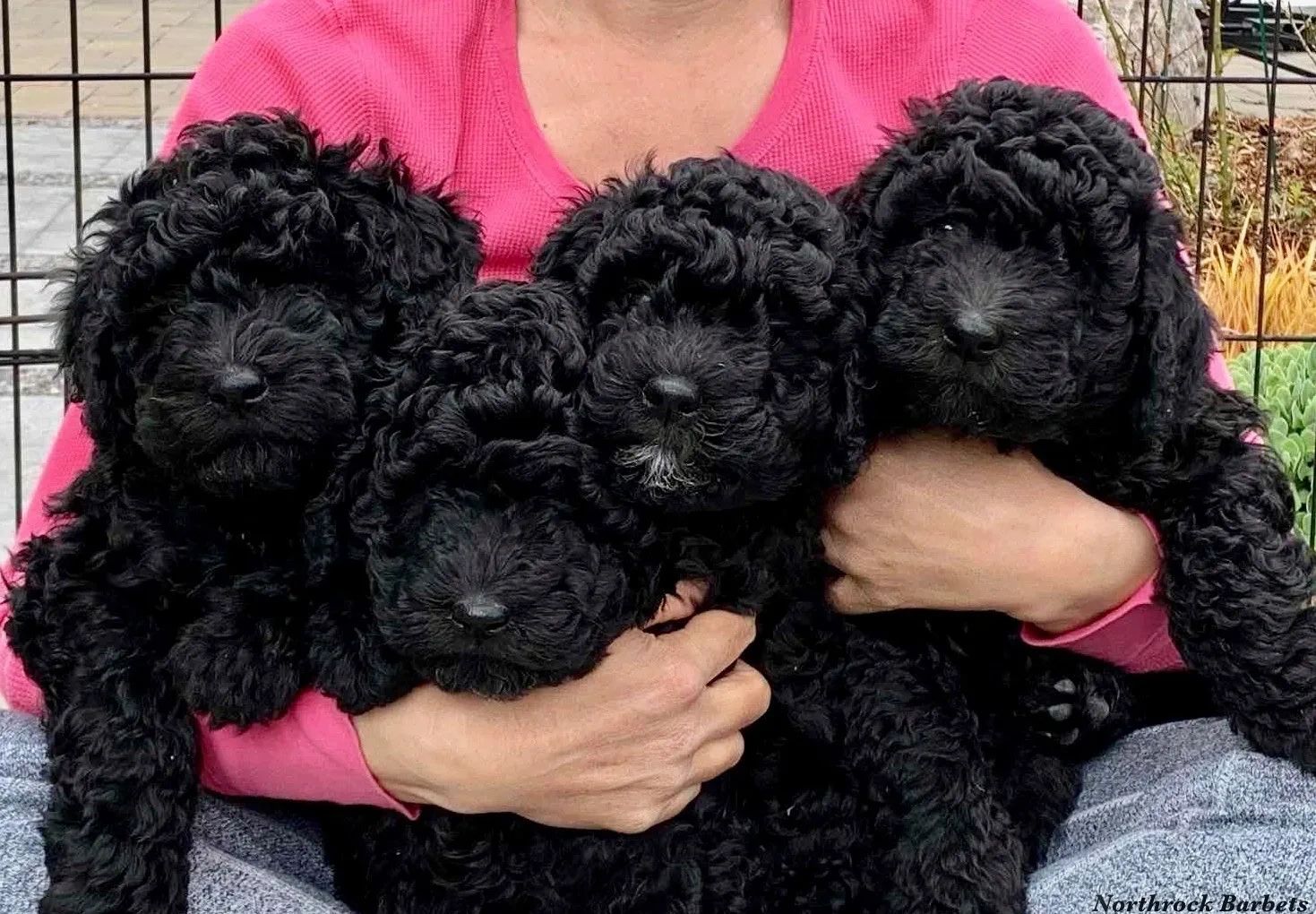 Barbet Puppies held in their breeder's lap, Northrock Barbets, Barbet Breeder