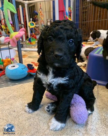 Young Barbet puppy sitting with a toy