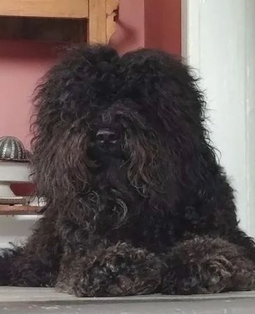 Adult Barbet laying down