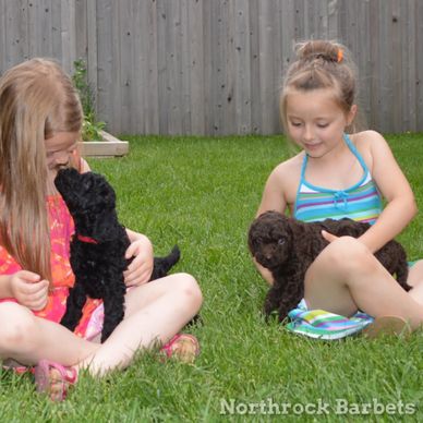 Children sitting in the grass holding barbet puppies in their laps, Northrock Barbets