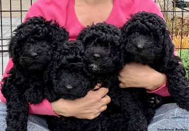 Litter of Barbet puppies, Barbet breeder © Northrock Barbets - All Rights Reserved.