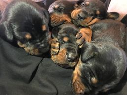 New Litter Sired by Aimen Daker Poland Brody(IPO2) x West Coast Cali For Nia La Creme