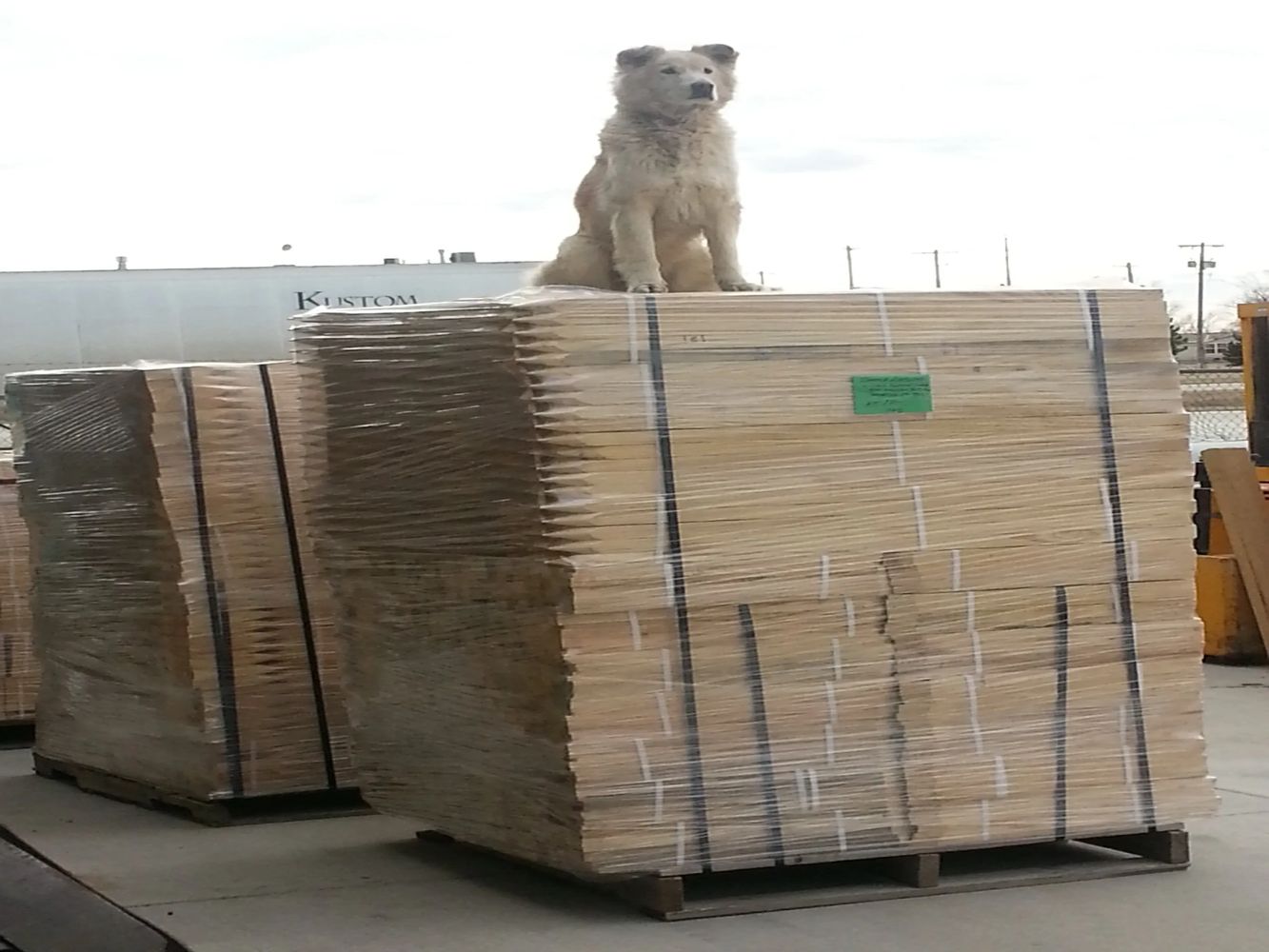 A Dog Standing on Top of a Stack of Wood