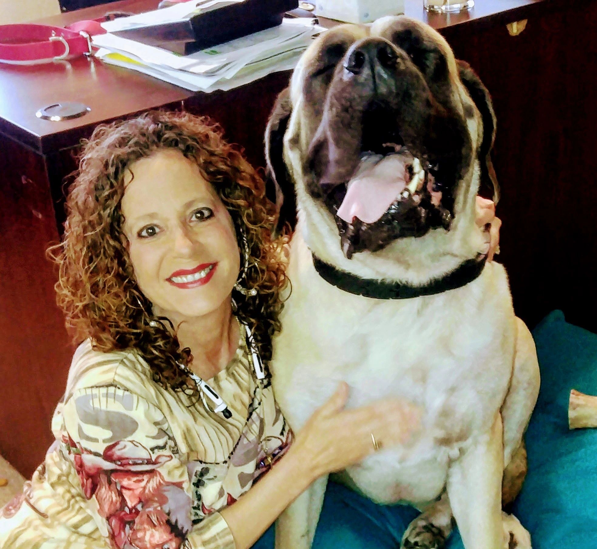 albino english mastiff