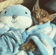 The coat of a Bengal has a very soft velvet feeling to it. Because of their link to a wild Asian le