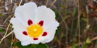 white flower with pink spots and yellow stamen