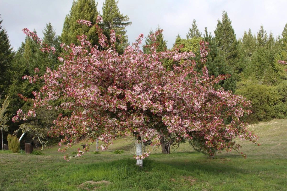 Crab apple tree