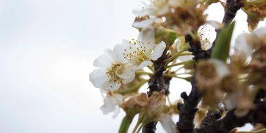 white blossoms on branches