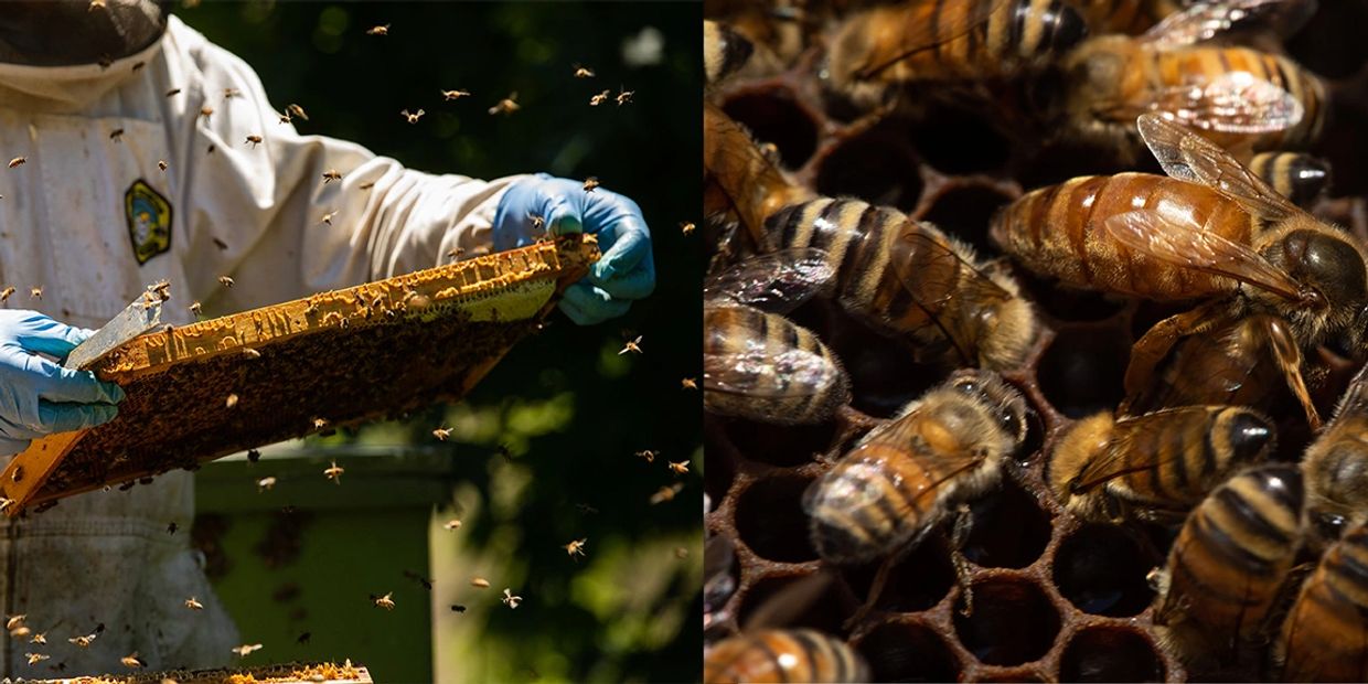 Beekeeper holds up a frame of honey bees to examine them and a closeup of honey bees on comb