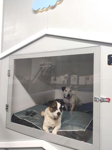 Kloud 9 Dogz Kennel Alternatives, Sligo, Co. Sligo, Ireland