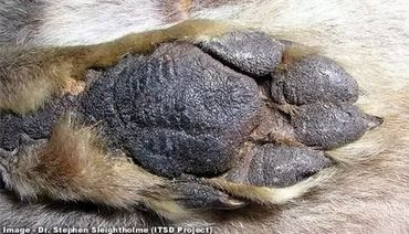 Front paw of a preserved Thylacin