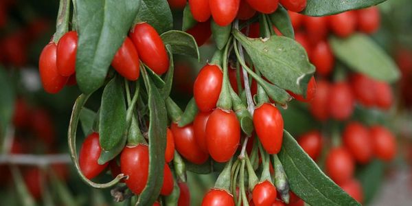 Clusters of ripe red goji berries on green branches.