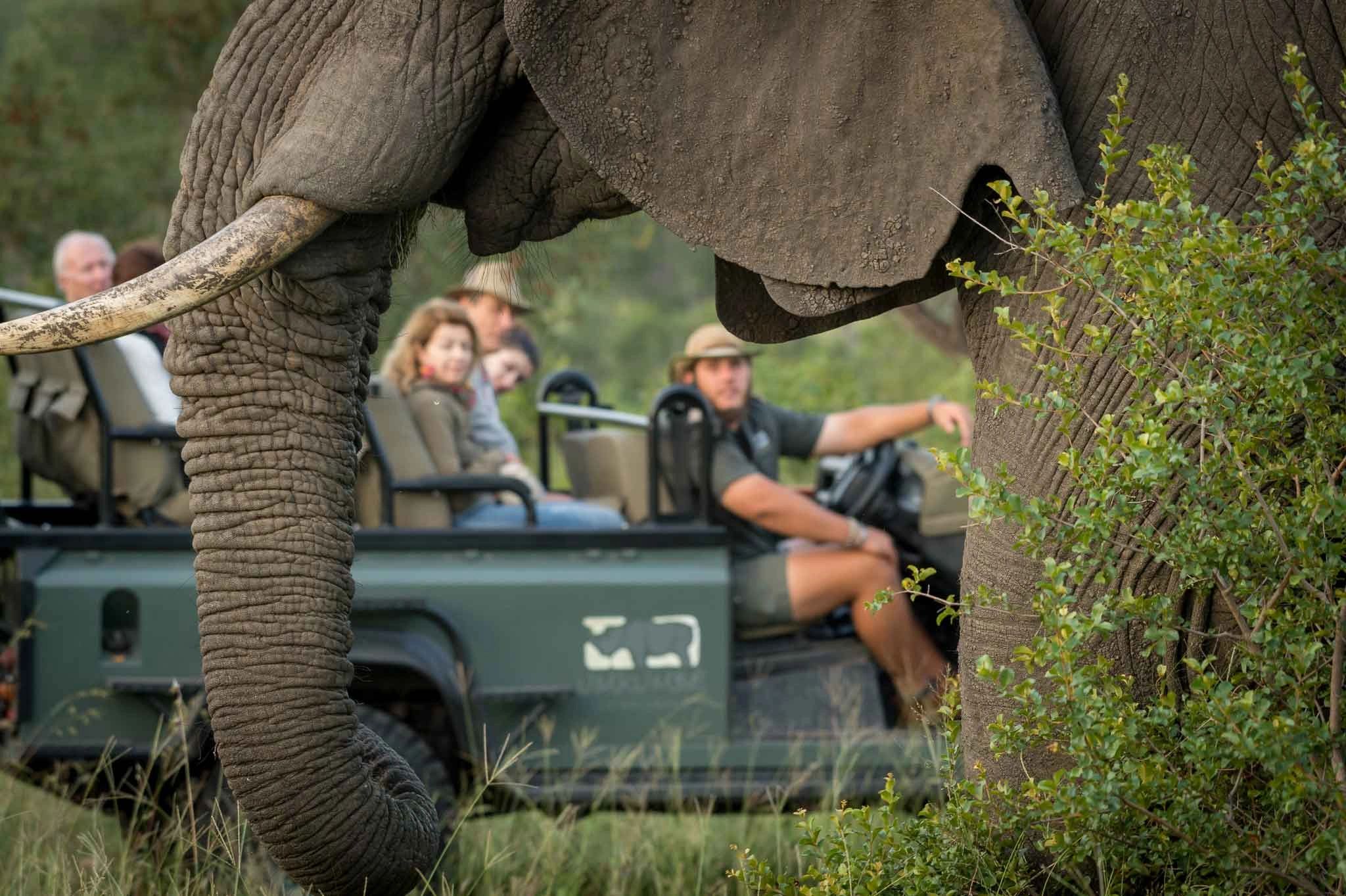 Game Drives with Elephant in the foreground